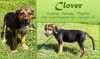 Oo Litter Clover - ADOPTED 08.30.15