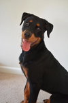 Kingsley - ADOPTED-10.3.15