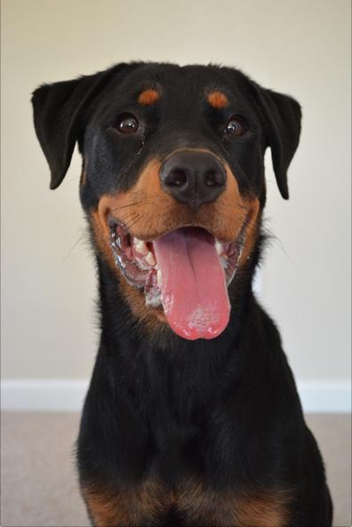 Kingsley - ADOPTED-10.3.15