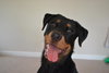 Kingsley - ADOPTED-10.3.15