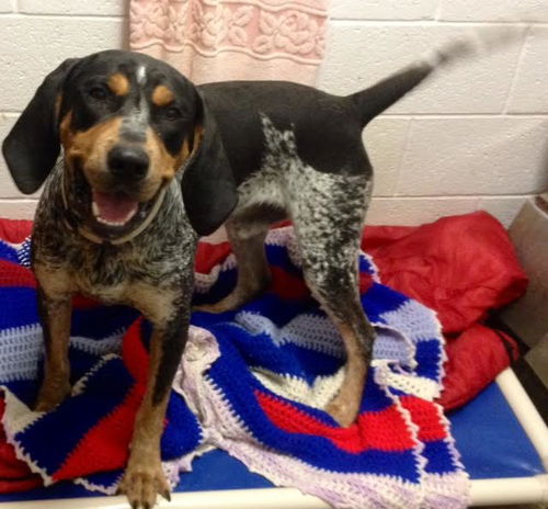 Sir Bennett (AK) - ADOPTED-9.21.15