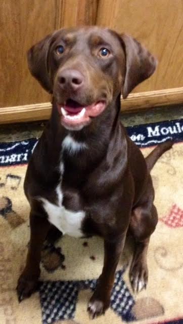 Suzzie - ADOPTED-9.10.15
