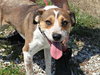 Nikki - ADOPTED-9.12.15