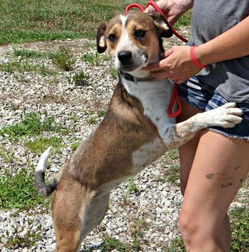 Nikki - ADOPTED-9.12.15