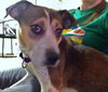 Nikki - ADOPTED-9.12.15