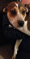 Nikki - ADOPTED-9.12.15