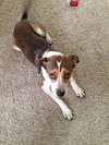 Nikki - ADOPTED-9.12.15