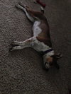 Nikki - ADOPTED-9.12.15