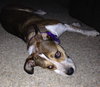 Nikki - ADOPTED-9.12.15