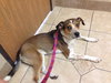 Nikki - ADOPTED-9.12.15