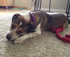 Nikki - ADOPTED-9.12.15
