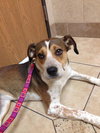 Nikki - ADOPTED-9.12.15