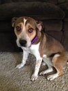 Nikki - ADOPTED-9.12.15