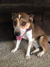Nikki - ADOPTED-9.12.15