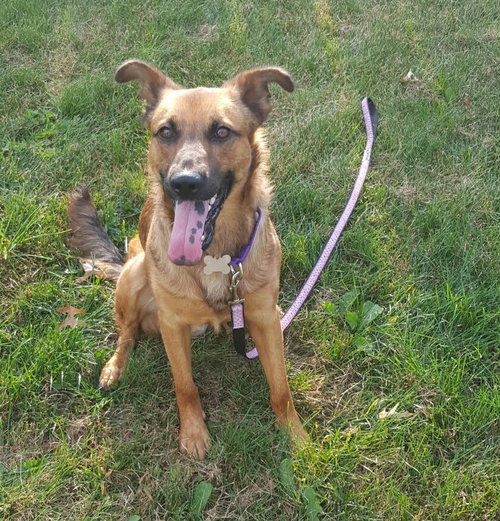 Flynn - ADOPTED-10.23.15