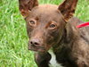 Ruby Red - ADOPTED-10.19.15