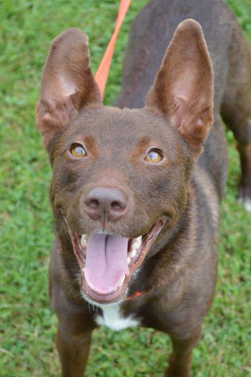 Ruby Red - ADOPTED-10.19.15