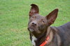 Ruby Red - ADOPTED-10.19.15