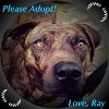 Ray - ADOPTED 07.12.19