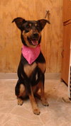 Brandywine - ADOPTED-11.27.15