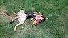 Brandywine - ADOPTED-11.27.15