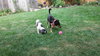 Brandywine - ADOPTED-11.27.15