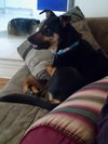 Brandywine - ADOPTED-11.27.15