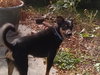 Brandywine - ADOPTED-11.27.15