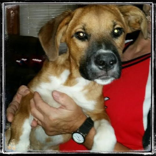 Diesel - ADOPTED 09.10.15