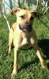 Duchess - ADOPTED-11.30.15