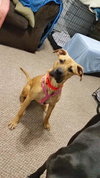 Duchess - ADOPTED-11.30.15