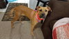 Duchess - ADOPTED-11.30.15