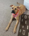 Duchess - ADOPTED-11.30.15