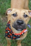 Duchess - ADOPTED-11.30.15