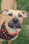 Duchess - ADOPTED-11.30.15
