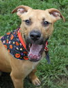 Duchess - ADOPTED-11.30.15