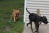 Duchess - ADOPTED-11.30.15
