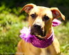 Duchess - ADOPTED-11.30.15
