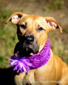 Duchess - ADOPTED-11.30.15