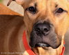 Duchess - ADOPTED-11.30.15