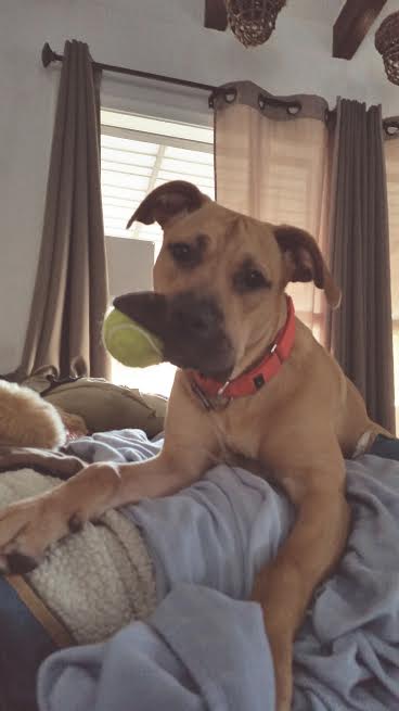 Duchess - ADOPTED-11.30.15
