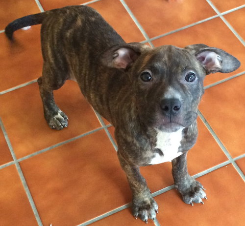 Po Litter Constance - ADOPTED 09.14.15