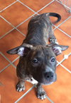 Po Litter Constance - ADOPTED 09.14.15
