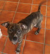Po Litter Constance - ADOPTED 09.14.15