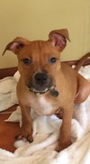 Po Litter Santino - ADOPTED 10.16.15