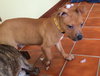 Po Litter Santino - ADOPTED 10.16.15