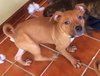 Po Litter Santino - ADOPTED 10.16.15
