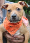 Po Litter Santino - ADOPTED 10.16.15