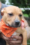 Po Litter Santino - ADOPTED 10.16.15