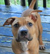 Po Litter Santino - ADOPTED 10.16.15